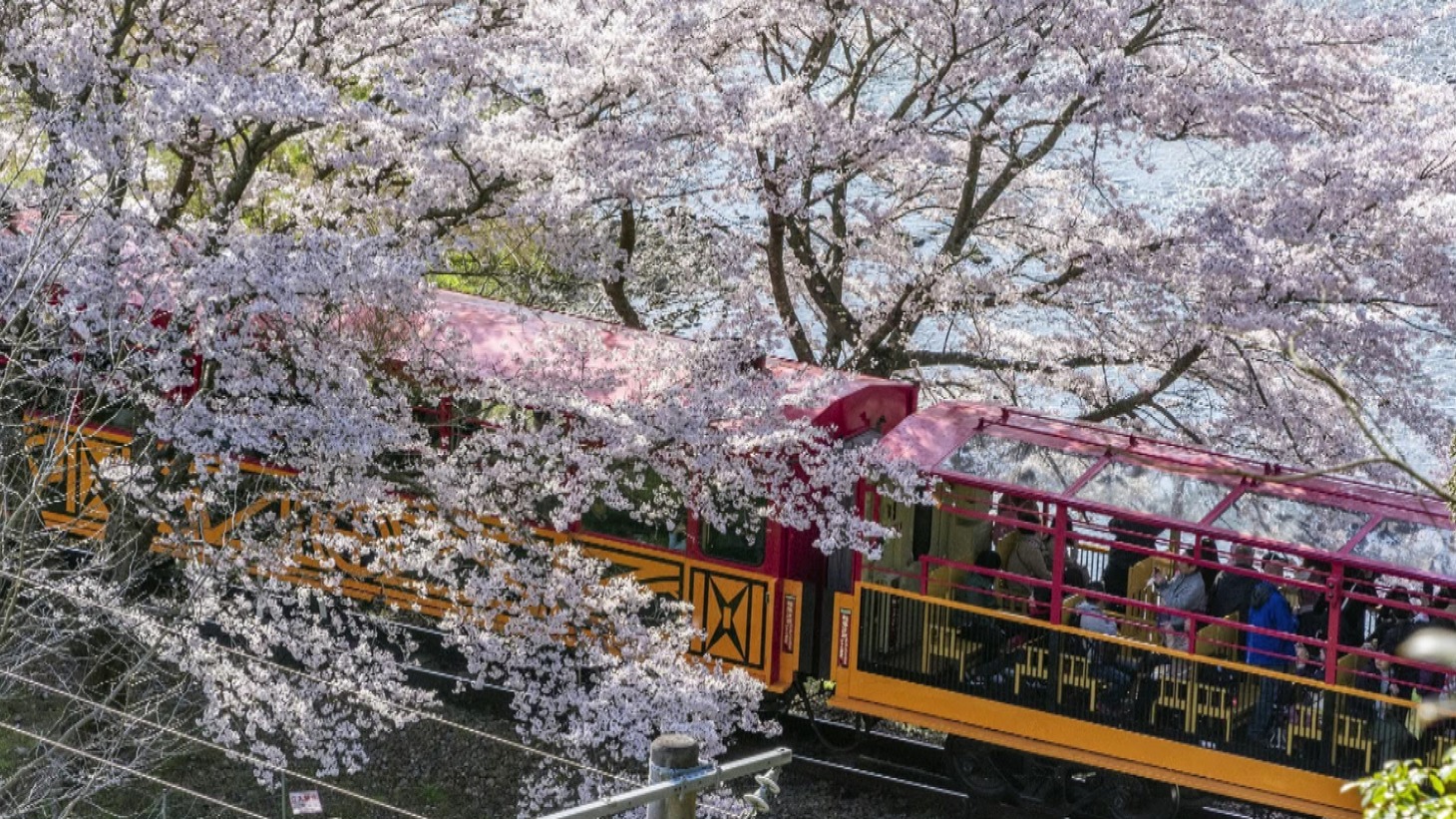 「関西人の生きザマ！運命の2択さん」より。(c)テレビ大阪