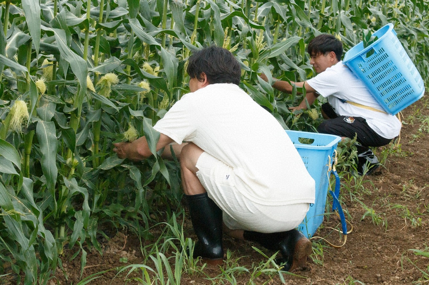ヤングコーンを収穫するアルコ＆ピース。(c)日本テレビ