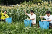 ヤングコーンを収穫するアルコ＆ピース（右）と宮川大輔（左）。(c)日本テレビ