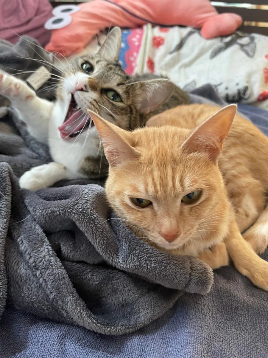 エトちゃんとトトちゃん。