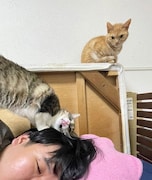 上からトトちゃん、エトちゃん、蛙亭・中野。