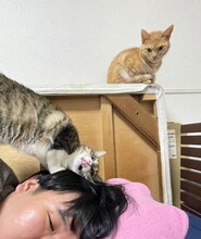 上からトトちゃん、エトちゃん、蛙亭・中野。