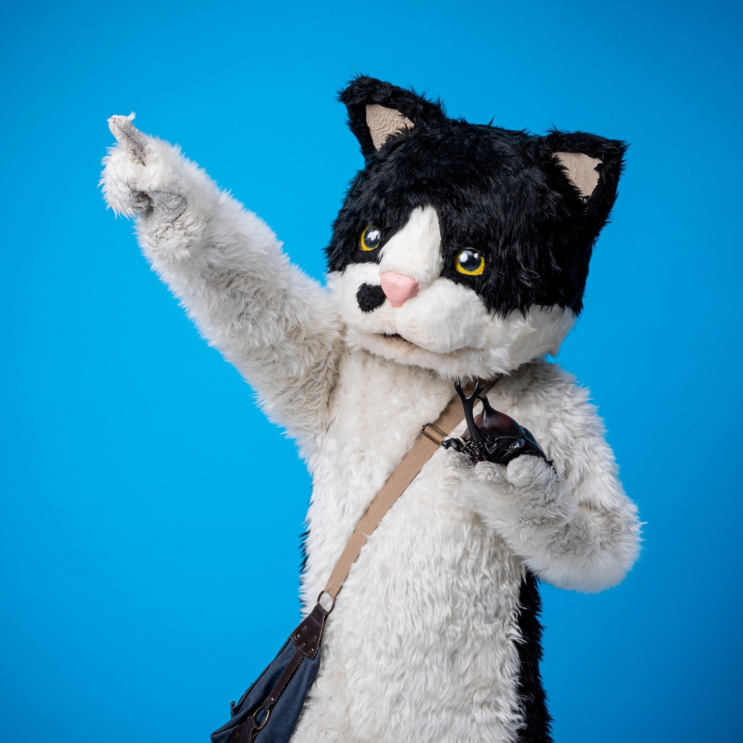 むぎ（猫）