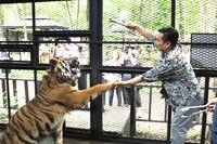 トラにえさをやるかまいたち山内。