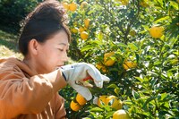 友近 (c)日本テレビ