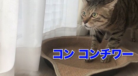 「第2回 ネコいぬ喋りすぎ王決定戦」(c)BS朝日