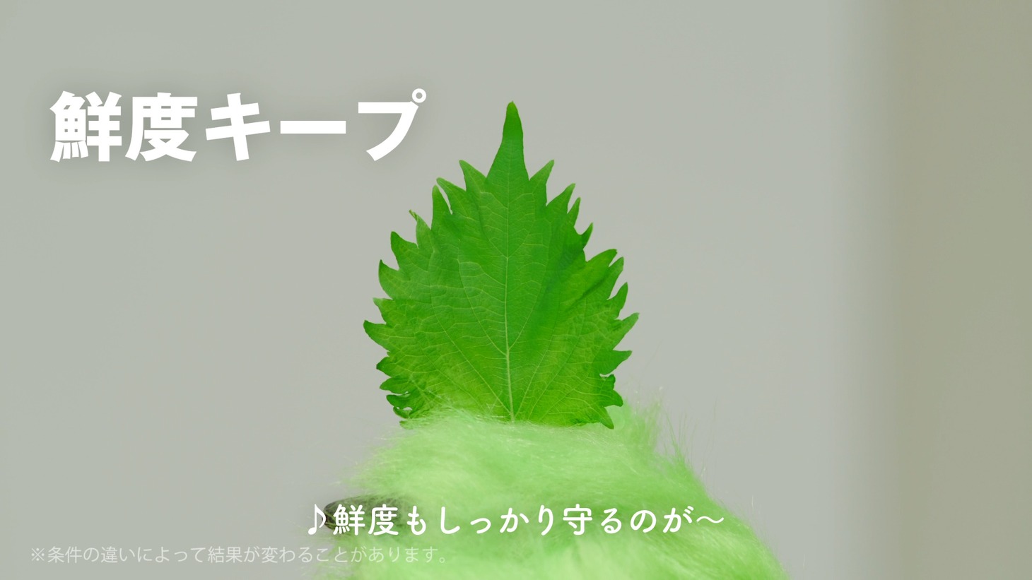 「サランラップ実験MOVIE」のワンシーン。