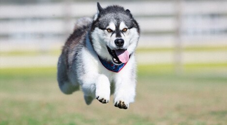 番組内で撮影のテクニックが明かされる、まるで空を飛んでいるかのような“飛行犬”写真。(c)BS朝日