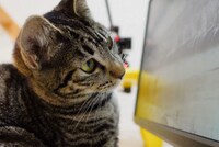 アニマル動画を見るネコ。(c)NHK