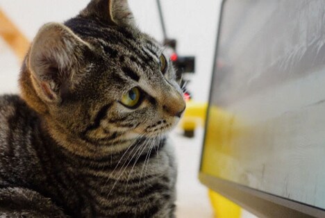 アニマル動画を見るネコ。(c)NHK