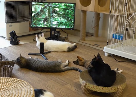 アニマル動画を見るネコたち。(c)NHK
