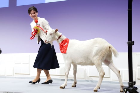 中原みなみアナウンサーに連れられてゆっくりステージに登壇するヤギのポポ。