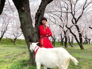 ポポと福士蒼汰と桜。