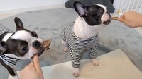 「ネコいぬ食いっぷりいいde Show」に出てくる犬たち。(c)BS朝日
