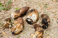 タケノコ (c)日本テレビ