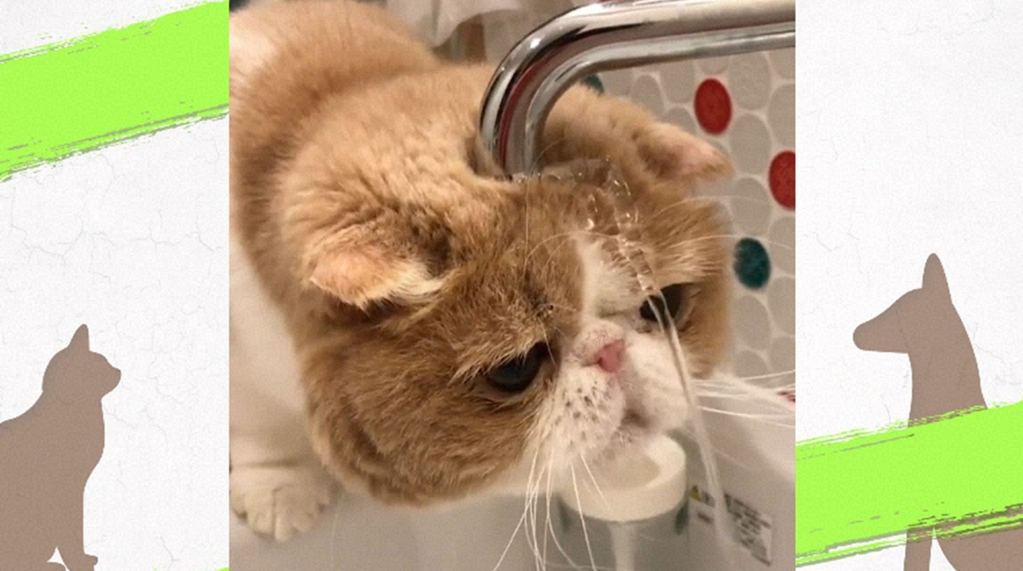 「愛さずにはいられない！おバカかわいい選手権」(c)BS朝日