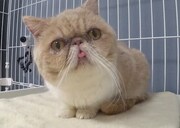 ティモンディ前田が預かるエキゾチックショートヘア。(c)日本テレビ