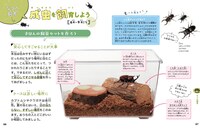 「こわくない！カブトムシ・クワガタの採集と飼育」より。