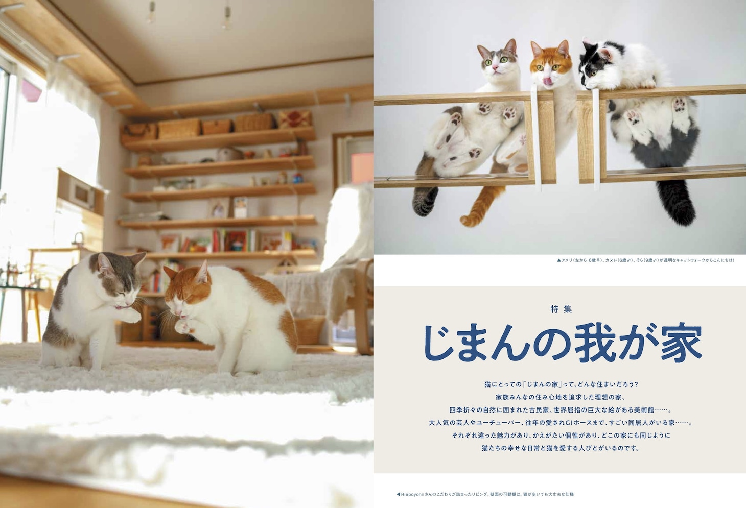 「猫びより」2023年夏号より。