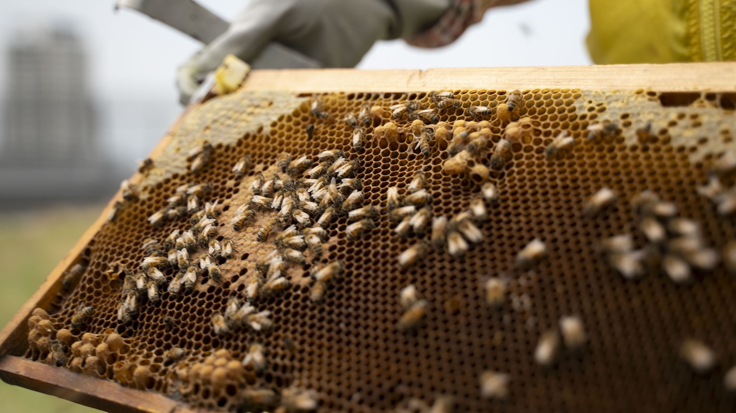 ラニーノーズのイラスト・写真展「Honey Runny Gallery」より。