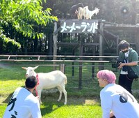 生まれて初めて自分の牧場以外のヤギと遭遇するポポ。