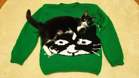 アイパー滝沢の愛猫。