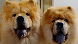 CM「とき直しチャウ」編より。