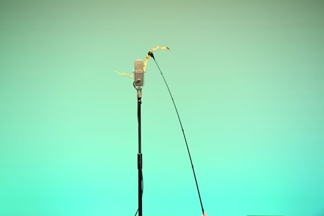 ランジャタイのステージの様子。