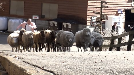 「まいごのまーごめ」第2弾より。