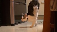 逆立ちで歩く猫。(c)TBS
