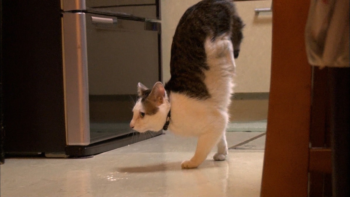 逆立ちで歩く猫。(c)TBS
