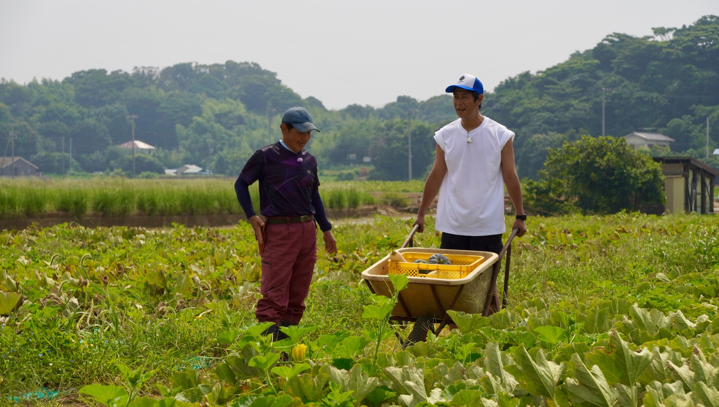 かぼちゃの収穫作業を体験するパンサー尾形。