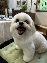 おぎやはぎ小木の愛犬・アンダスタン。人懐っこく優しい性格でおでかけが大好き。(c)BS-TBS
