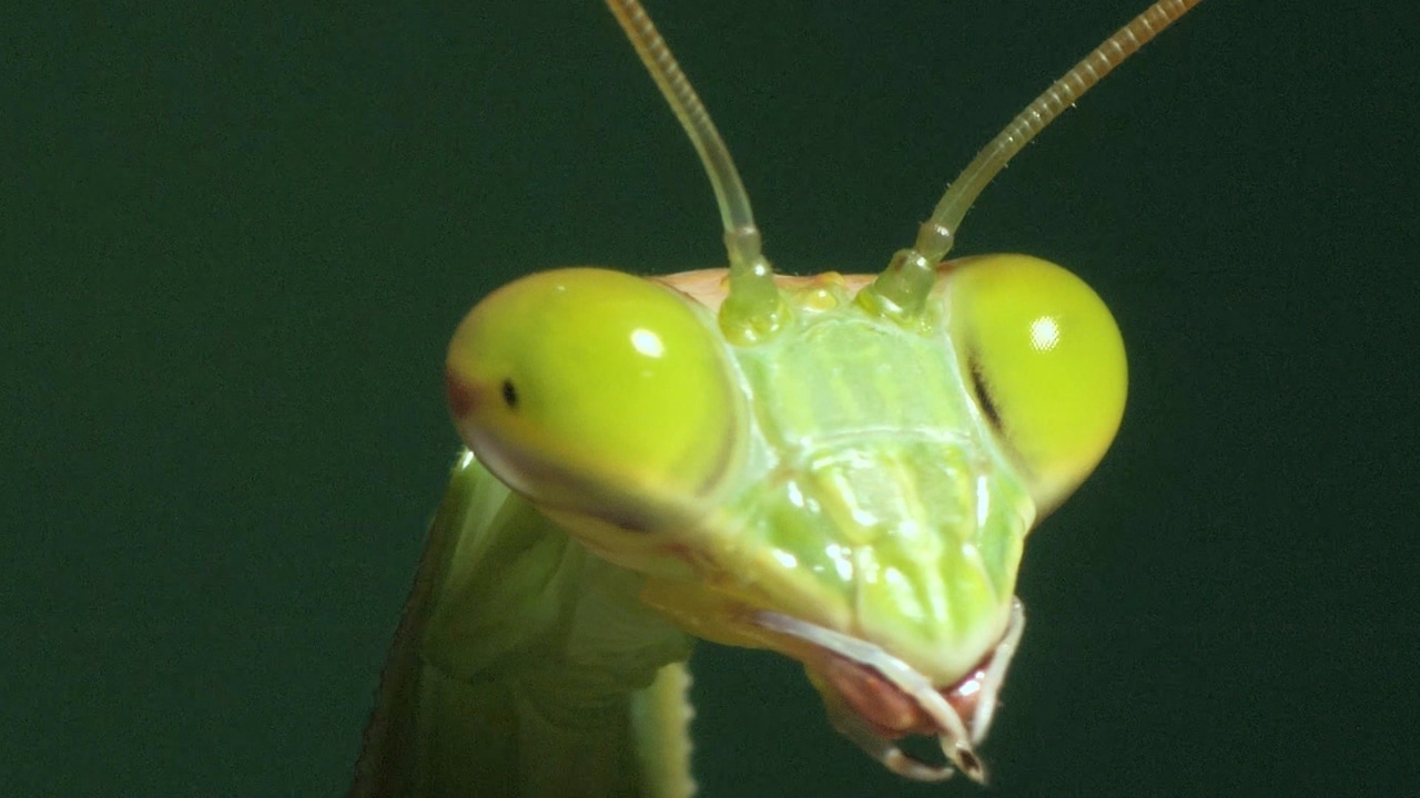 #3はオオカマキリ。(c)NHK