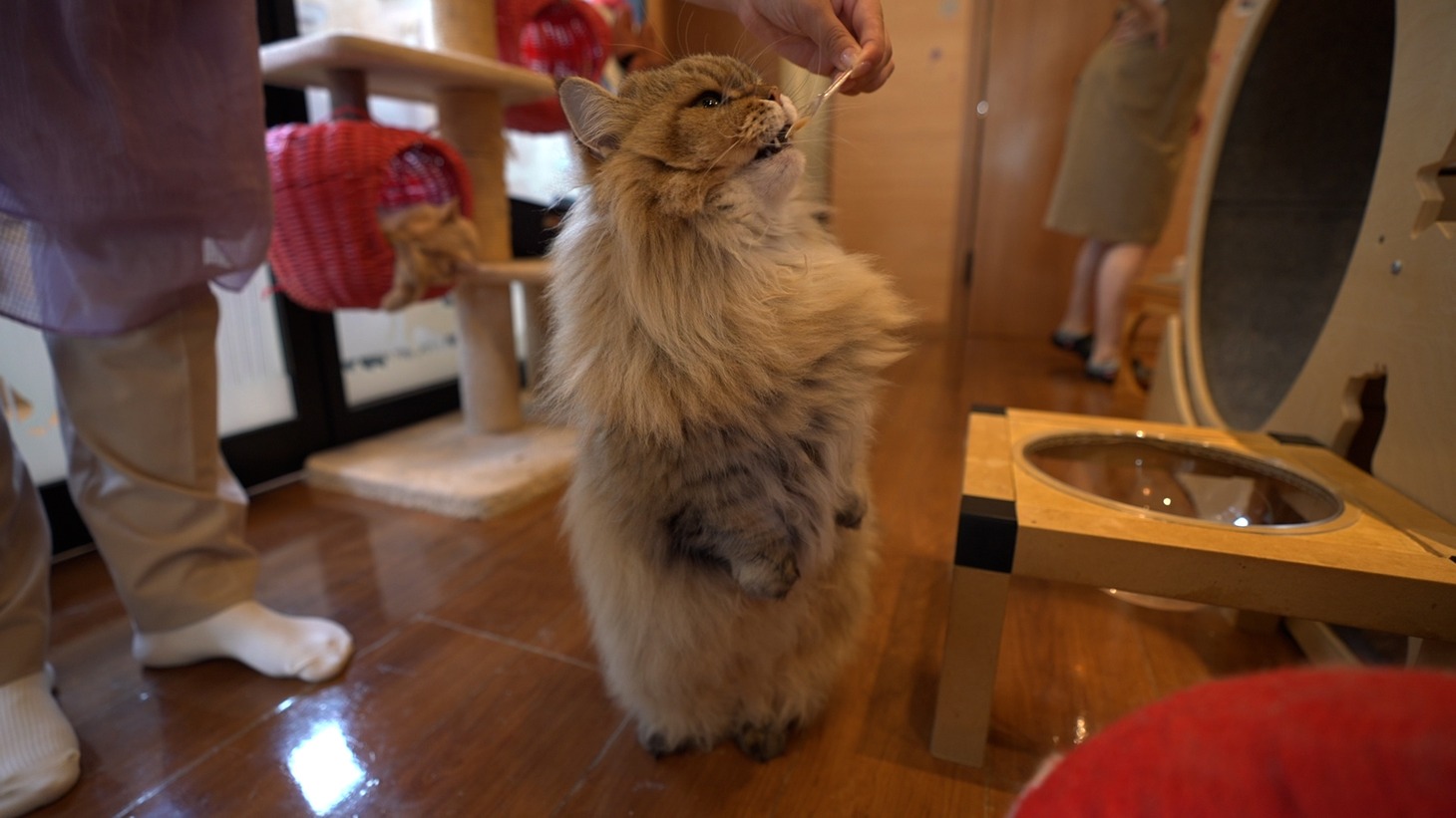 立つ猫。