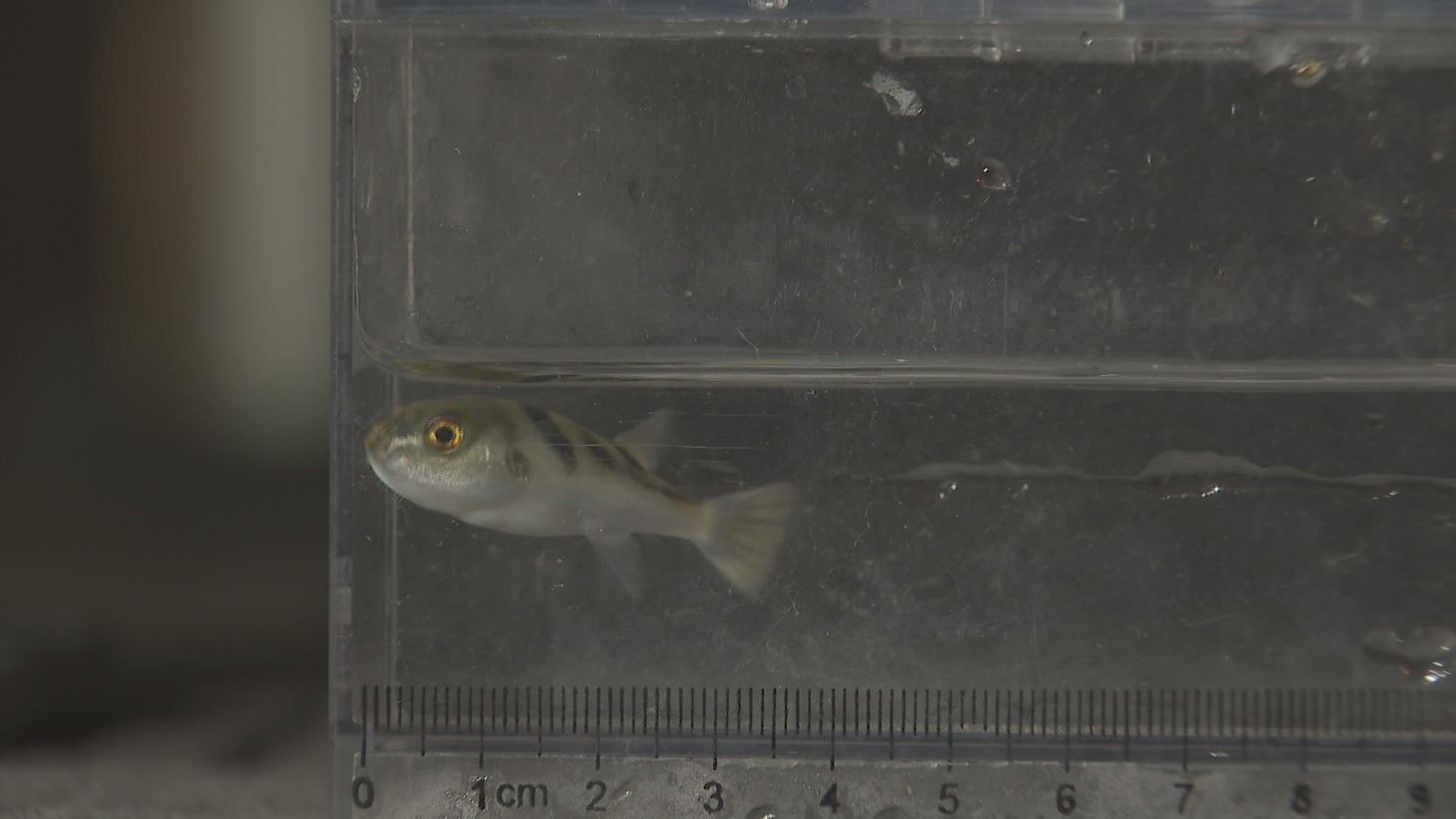 フグ (c)関西テレビ