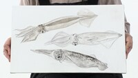 宮内裕賀氏がイカを描いた作品。(c)BS朝日