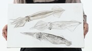 宮内裕賀氏がイカを描いた作品。(c)BS朝日