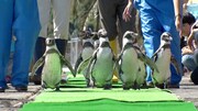 男性ブランコ平井が訪れる長崎ペンギン水族館のペンギンたち