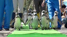 男性ブランコ平井が訪れる長崎ペンギン水族館のペンギンたち