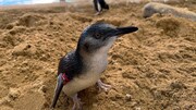 男性ブランコ平井が訪れる長崎ペンギン水族館のペンギン