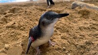 男性ブランコ平井が訪れる長崎ペンギン水族館のペンギン