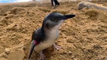 男性ブランコ平井が訪れる長崎ペンギン水族館のペンギン