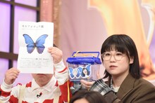 モルフォチョウの説明をするにぼしいわし