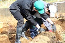 サツマイモを掘る霜降り明星