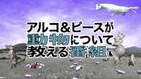 「アルコ＆ピースが動物について教える番組」より