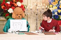 「ぐるナイゴチ26開幕！新メンバーは2人！2時間SP」のワンシーン。プードルの姿で正体を隠していた霜降り明星せいや（左）