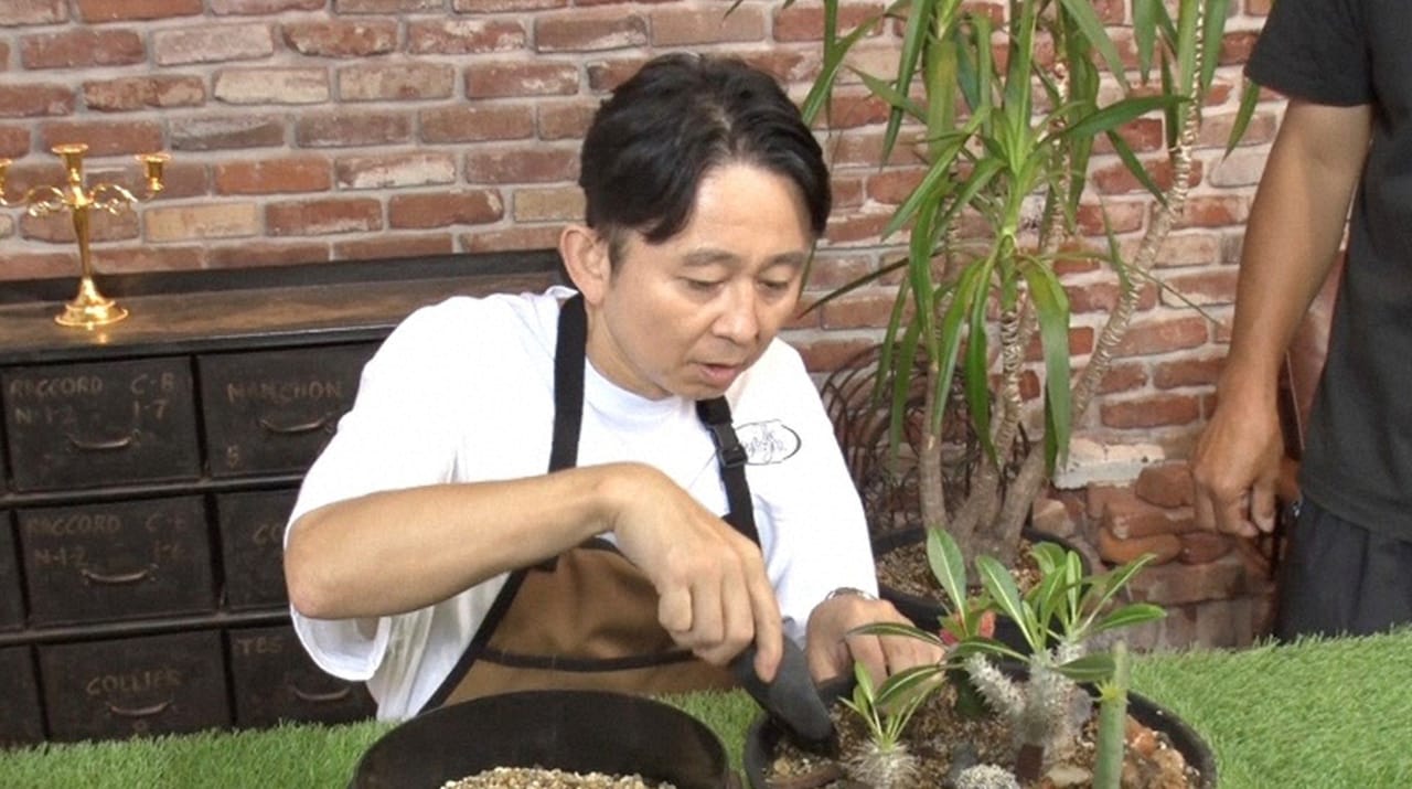 有吉弘行がサボテンの寄せ植えをチェック　ひと目で異変に気づきリメイク