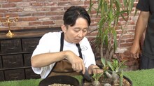 「夢が咲く 有吉園芸」でサボテンの寄せ植えをリメイクする有吉弘行