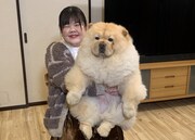 「わんにゃん観察バラエティ アニマリング」に出演する、ぼる塾あんりと、チャウチャウの「こまめ」